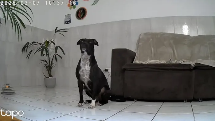 Cachorro raça Pit-Bull idade 1 ano nome Nala