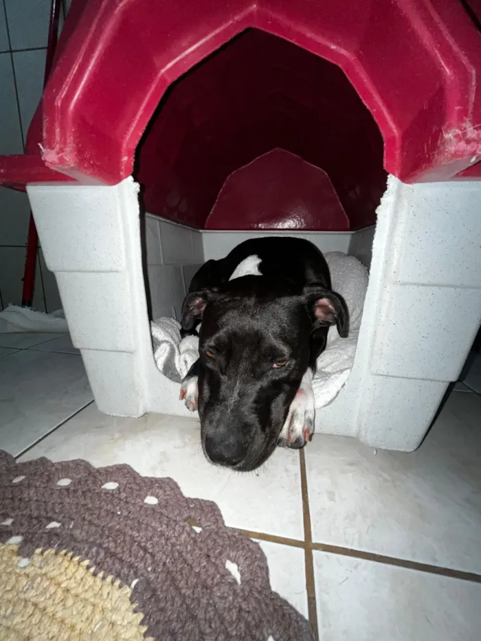 Cachorro raça Pit-Bull idade 1 ano nome Nala