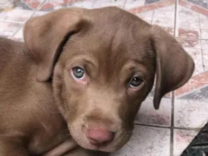 Cachorro raça Labrador idade 4 anos nome luke