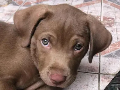 Cachorro raça Labrador idade 4 anos nome luke