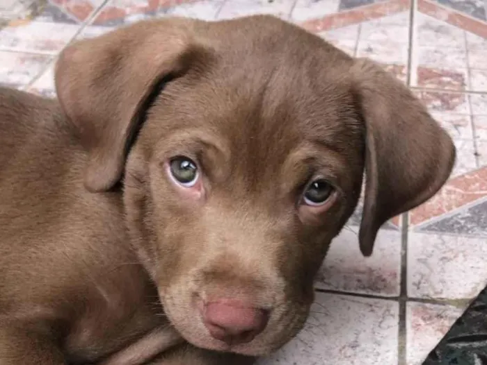Cachorro raça Labrador idade 4 anos nome luke