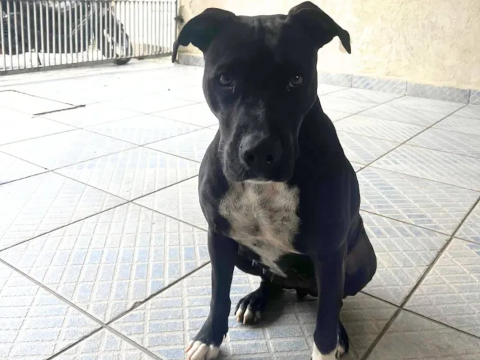 Cachorro raça Pit-Bull idade 1 ano nome Nala