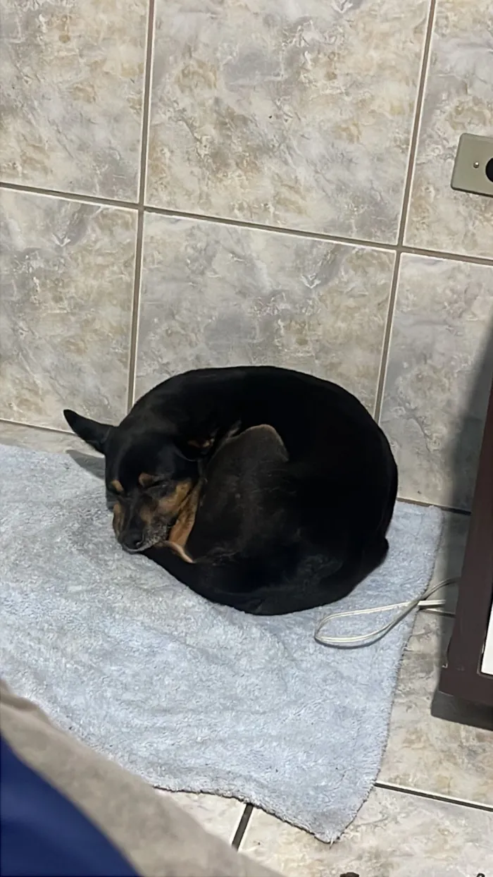 Cachorro raça SRD-ViraLata idade 6 ou mais anos nome Safira