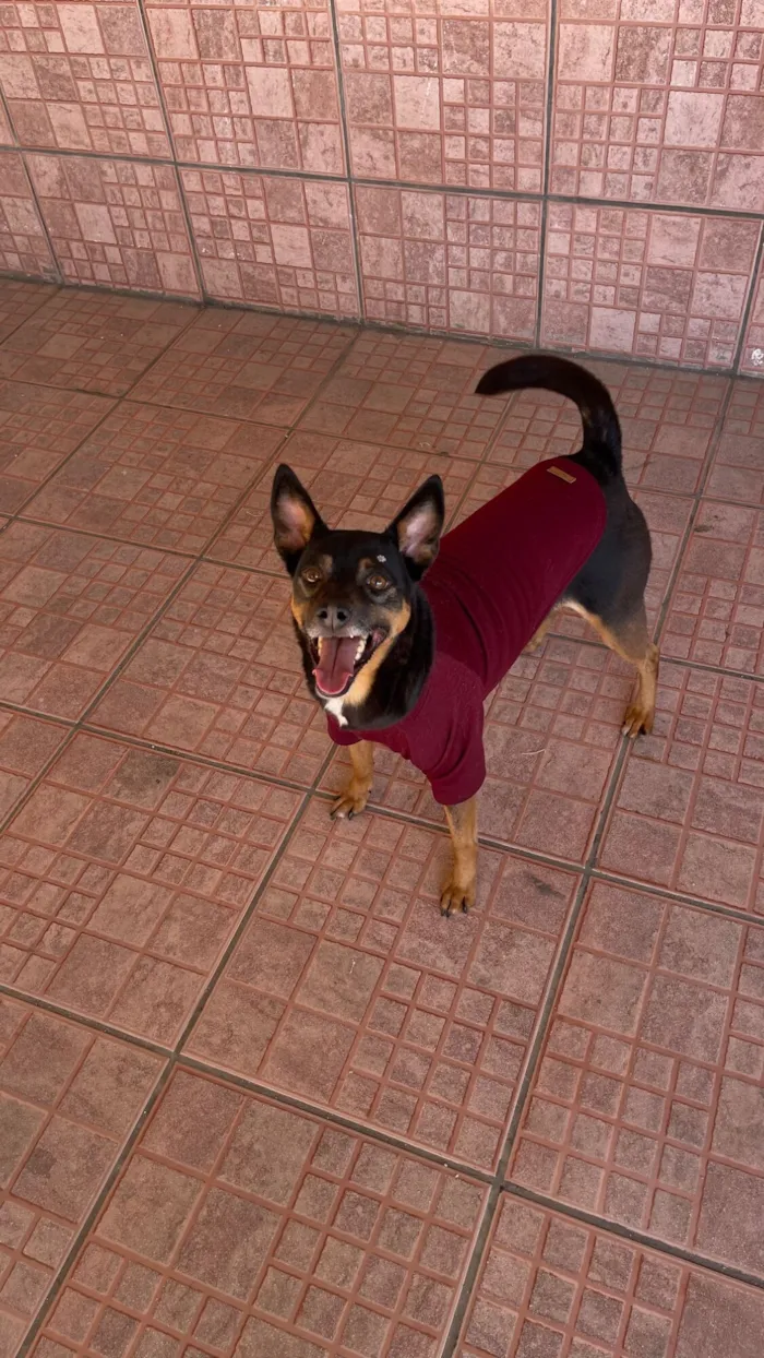 Cachorro raça SRD-ViraLata idade 6 ou mais anos nome Safira