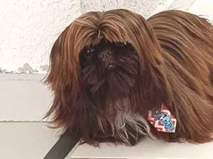 Cachorro raça Shitzu idade 7 a 11 meses nome chocolate 