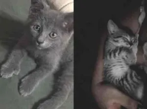 Gato raça SRD-ViraLata idade 2 a 6 meses nome safira e fumaça 