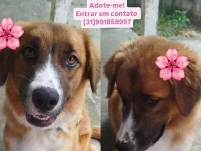 Cachorro raça SRD-ViraLata idade 7 a 11 meses nome Mel