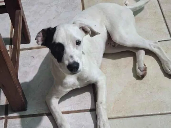 Cachorro raça SRD-ViraLata idade 2 a 6 meses nome Caramelo