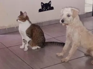 Cachorro raça SRD-ViraLata idade 3 anos nome Marley 