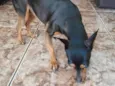 Pinscher Lili