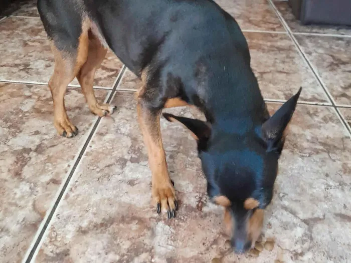 Cachorro raça Pinscher idade 7 a 11 meses nome Pinscher Lili