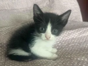 Gato raça SRD-ViraLata idade Abaixo de 2 meses nome Sustenido