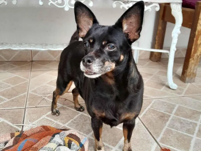 Cachorro raça Pinscher idade 7 a 11 meses nome Pinscher Lolla
