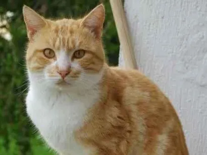 Gato raça SRD-ViraLata idade 1 ano nome caramelo 