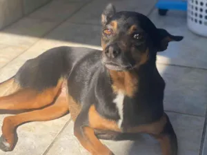 Cachorro raça SRD-ViraLata idade 6 ou mais anos nome Safira