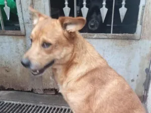 Cachorro raça SRD-ViraLata idade 3 anos nome Piti 