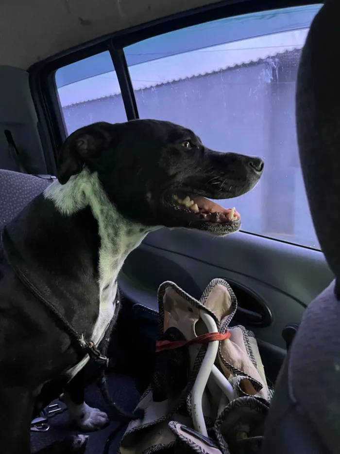 Cachorro raça Pit-Bull idade 1 ano nome Nala