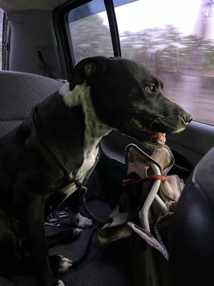 Cachorro raça Pit-Bull idade 1 ano nome Nala