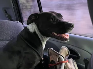 Cachorro raça Pit-Bull idade 1 ano nome Nala