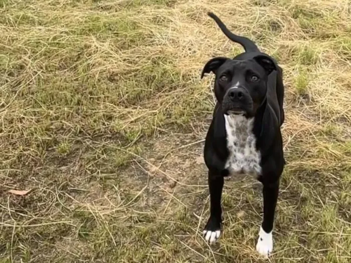 Cachorro raça Pit-Bull idade 1 ano nome Nala