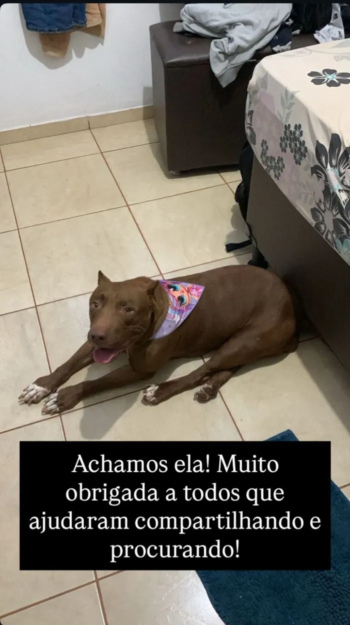 Cachorro raça Pit-Bull idade 4 anos nome Athena 