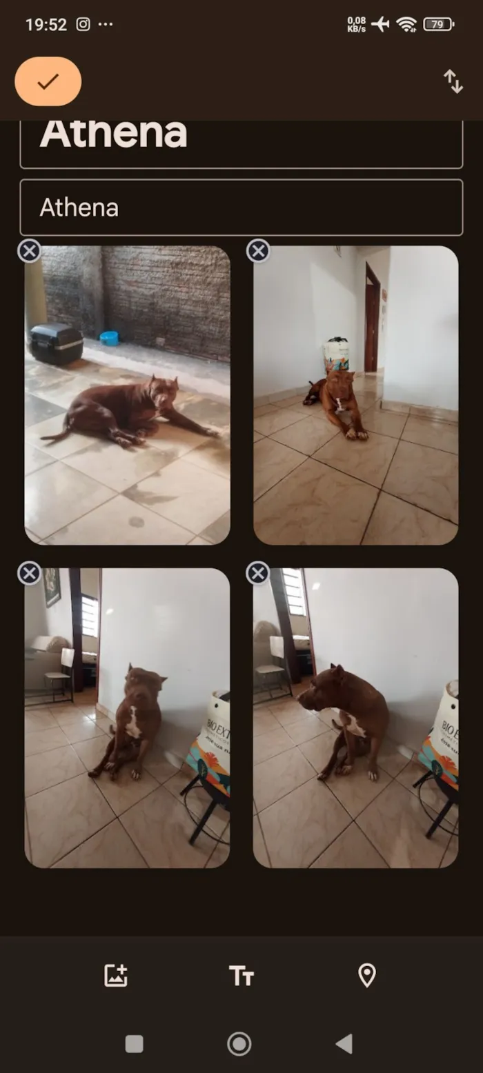 Cachorro raça Pit-Bull idade 4 anos nome Athena 