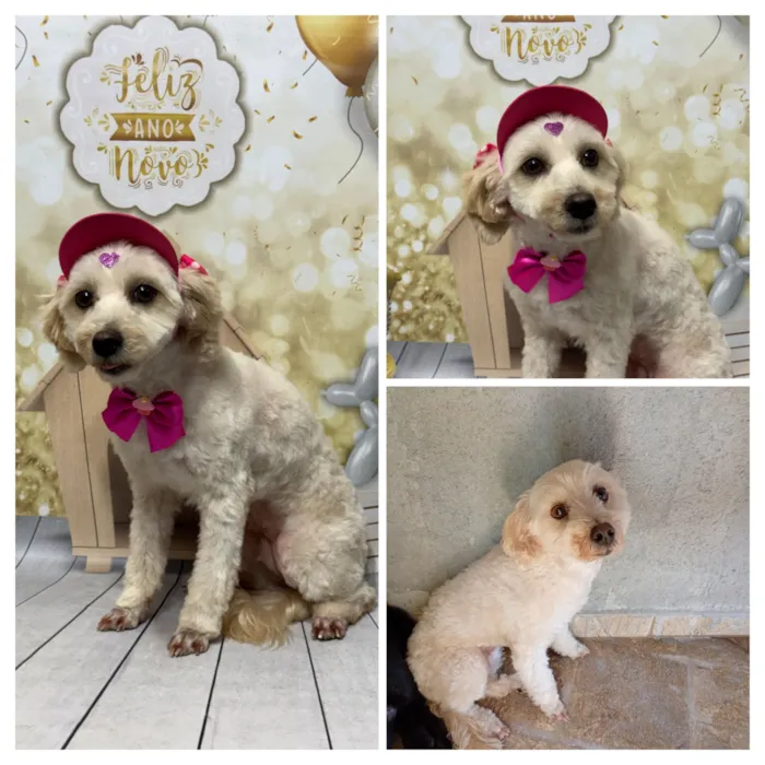 Cachorro raça Poodle idade 6 ou mais anos nome Lily 