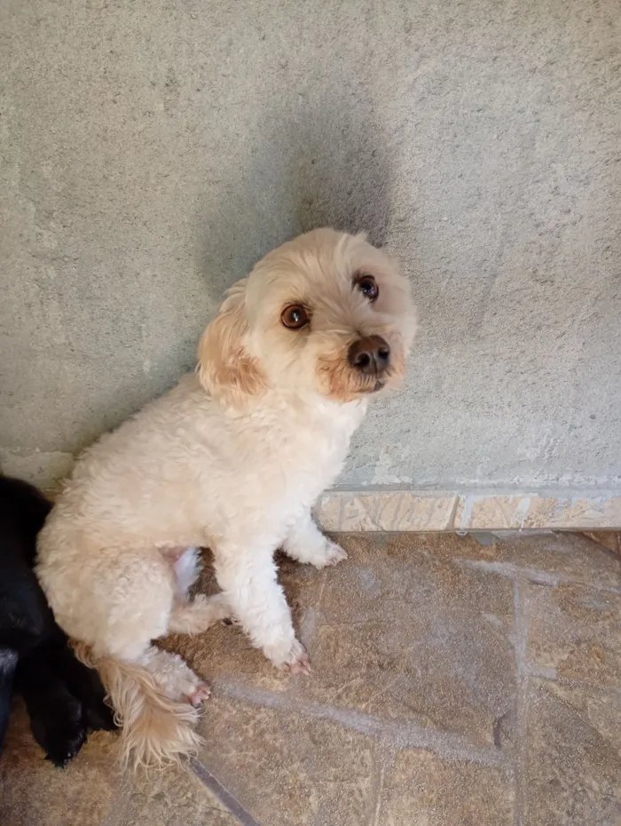 Cachorro raça Poodle idade 6 ou mais anos nome Lily 