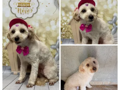 Cachorro raça Poodle idade 6 ou mais anos nome Lily 