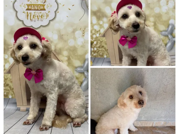 Cachorro raça Poodle idade 6 ou mais anos nome Lily 