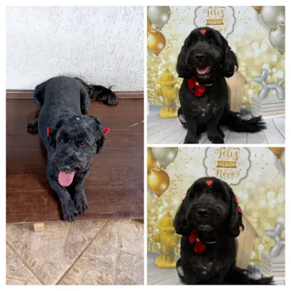 Cachorro raça Poodle idade 6 ou mais anos nome Luna 