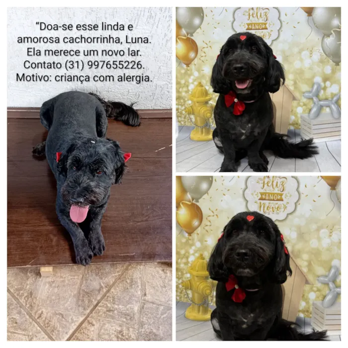 Cachorro raça Poodle idade 6 ou mais anos nome Luna 