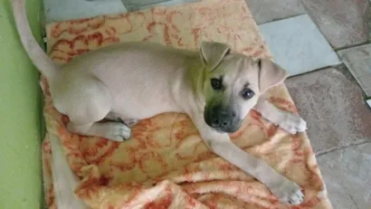 Cachorro raça SRD-ViraLata idade 2 a 6 meses nome Apollo