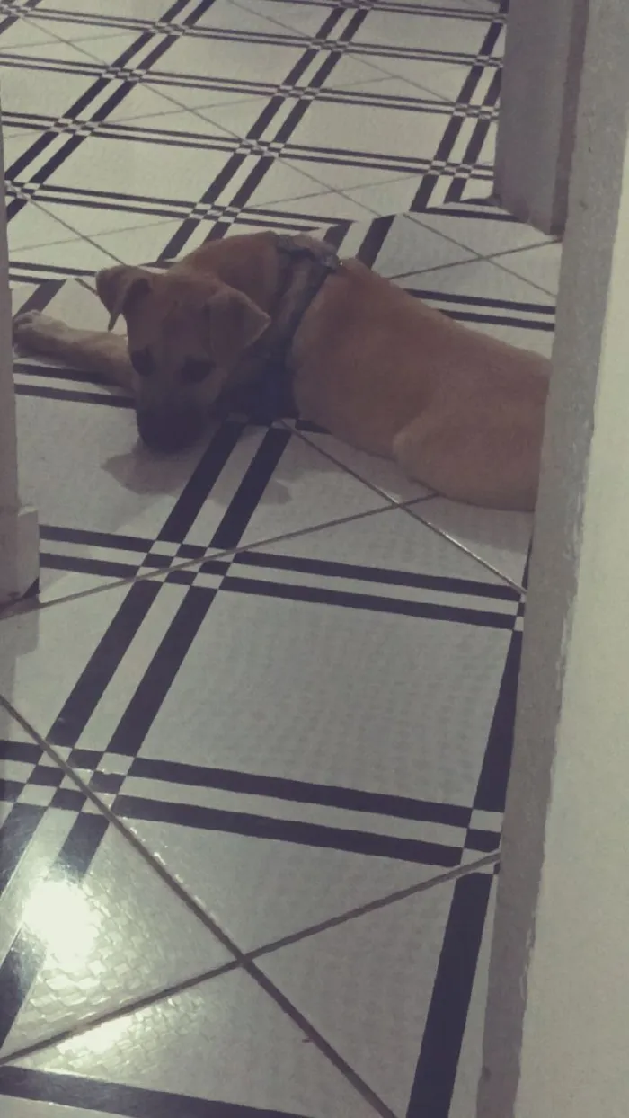 Cachorro raça SRD-ViraLata idade 2 a 6 meses nome Apollo