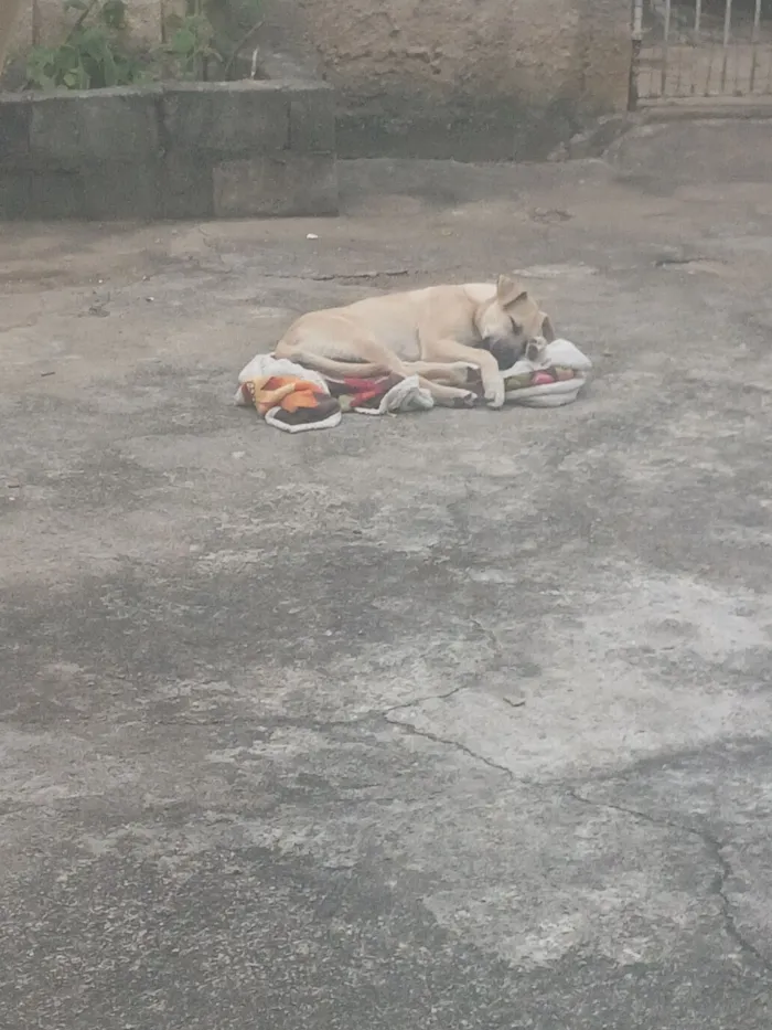 Cachorro raça SRD-ViraLata idade 2 a 6 meses nome Apollo