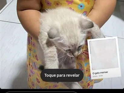 Gato raça Siamês idade Abaixo de 2 meses nome Mimi 