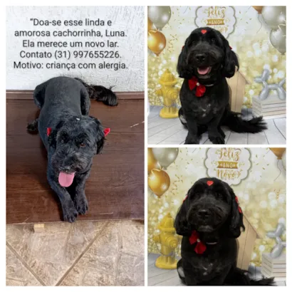 Cachorro raça Poodle idade 6 ou mais anos nome Luna 