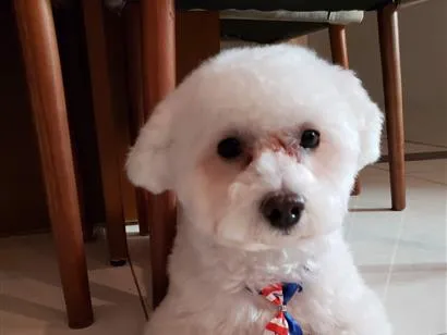 Cachorro raça Poodle idade 2 anos nome Toby