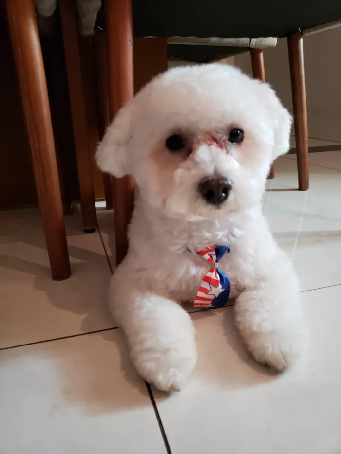 Cachorro raça Poodle idade 2 anos nome Toby