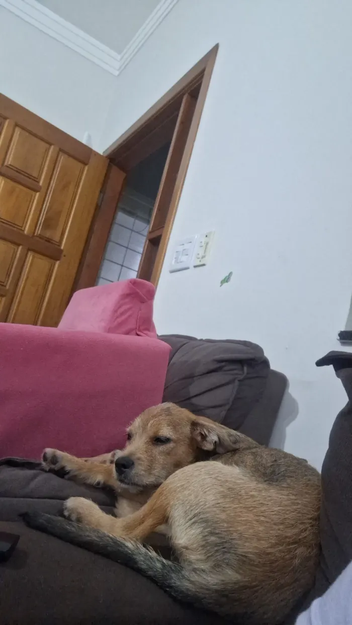 Cachorro raça SRD-ViraLata idade 2 a 6 meses nome Mel