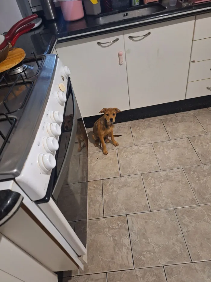 Cachorro raça SRD-ViraLata idade 2 a 6 meses nome Mel