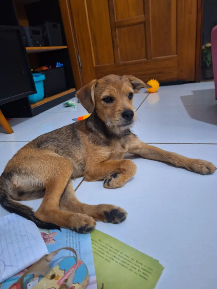 Cachorro raça SRD-ViraLata idade 2 a 6 meses nome Mel