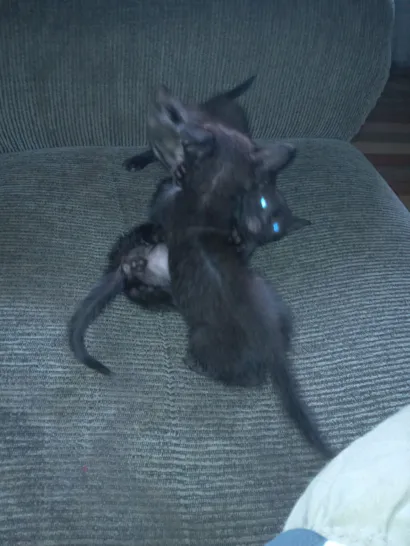 Gato raça Exótico idade 2 a 6 meses nome Michel Rodrigues 