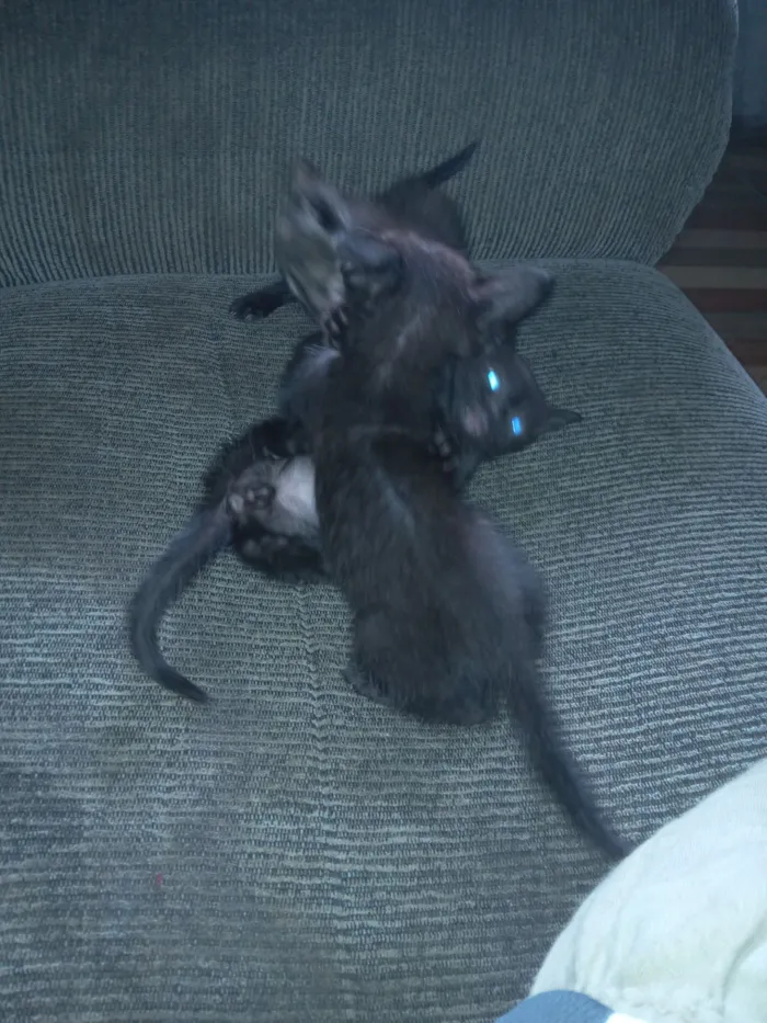 Gato raça Exótico idade 2 a 6 meses nome Michel Rodrigues 