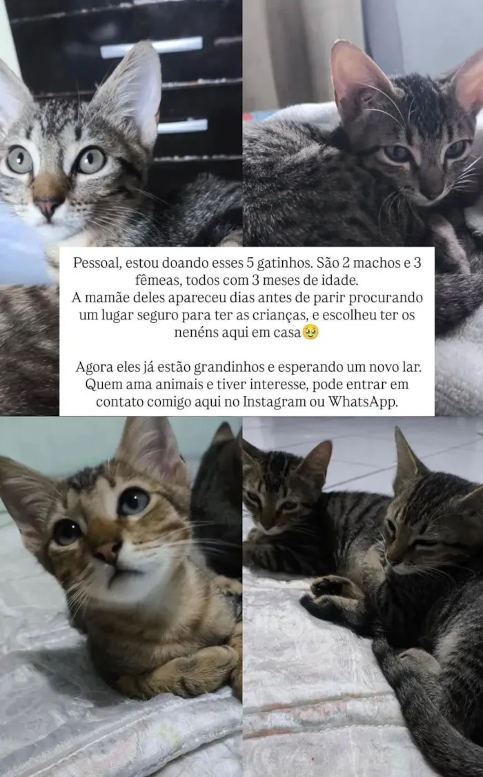 Gato raça SRD-ViraLata idade 2 a 6 meses nome Eles ainda não possuem nomes :(