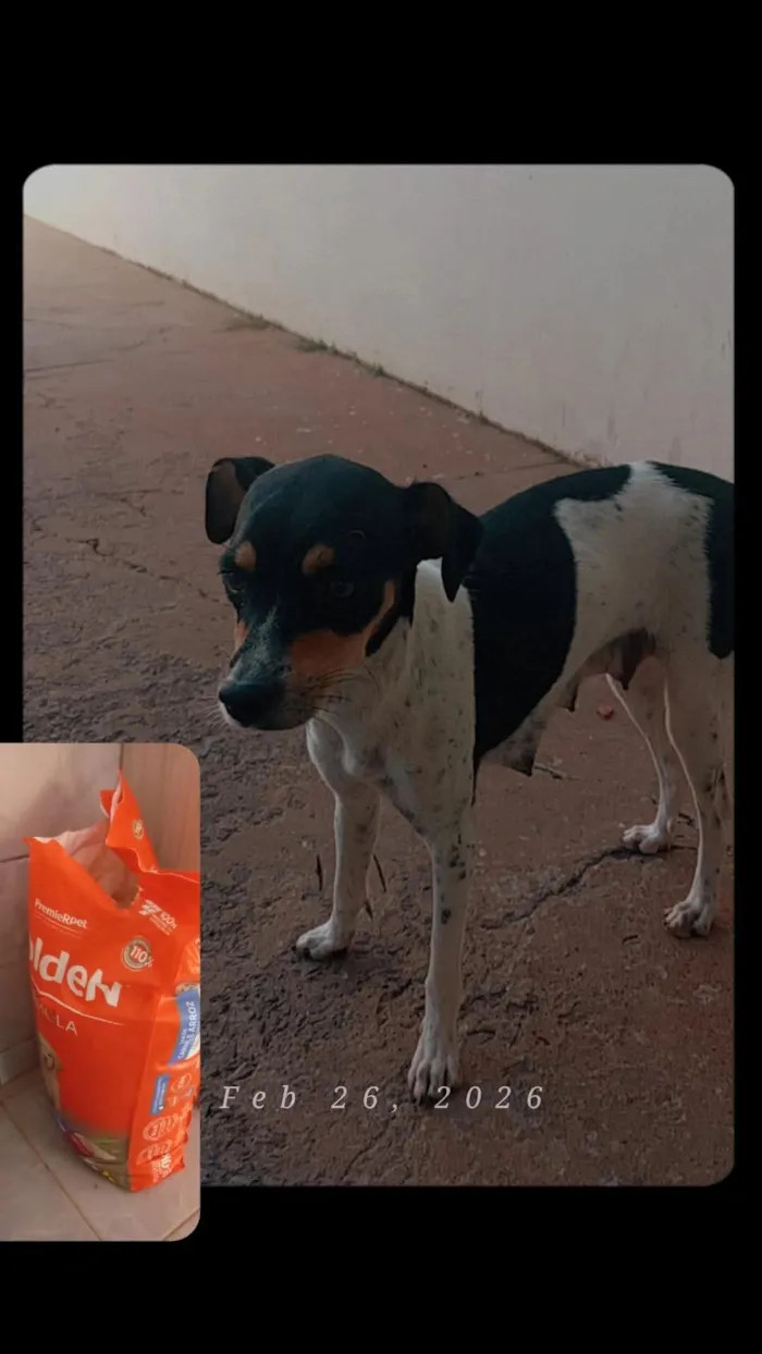 Cachorro raça SRD-ViraLata idade 7 a 11 meses nome sabrina