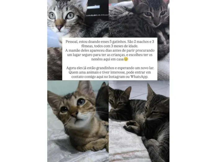 Gato raça SRD-ViraLata idade 2 a 6 meses nome Eles ainda não possuem nomes :(