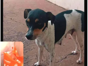 Cachorro raça SRD-ViraLata idade 7 a 11 meses nome Sabrina 