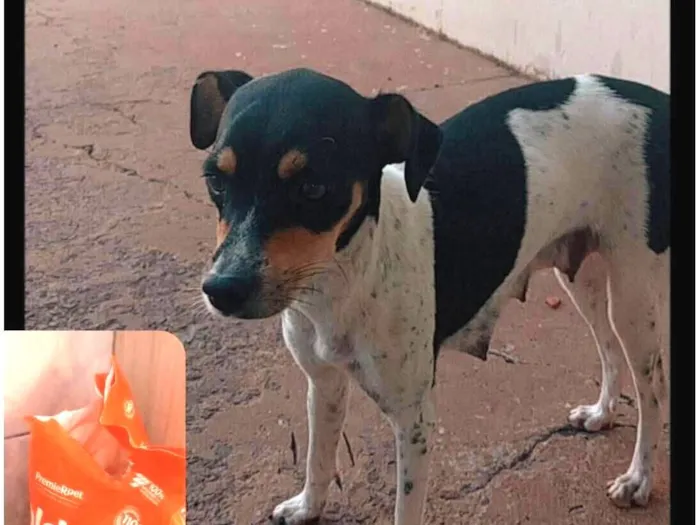 Cachorro raça SRD-ViraLata idade 7 a 11 meses nome Sabrina 