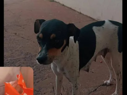 Cachorro raça SRD-ViraLata idade 7 a 11 meses nome Sabrina 